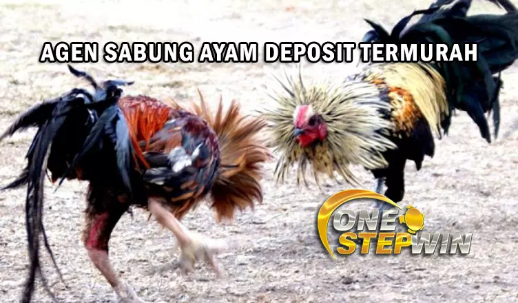 Agen Sabung Ayam Deposit Termurah